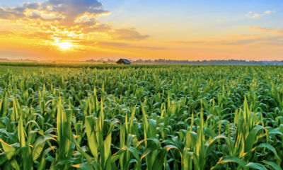 IMG_maize-west_Zambia_new_Pioneer-V1