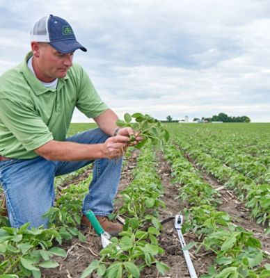 Emergence soybean field