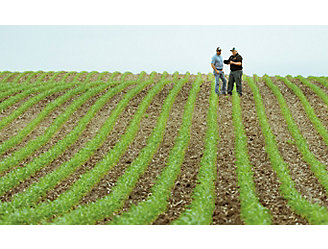 Emergence corn field