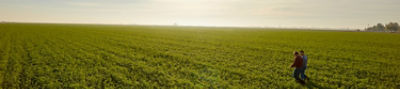 Midseason alfalfa field