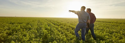 Men walking in alfalfa field