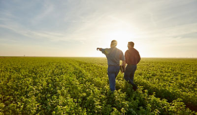 men walking in soybean field