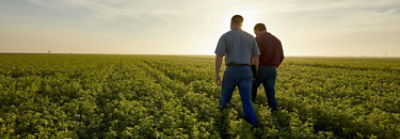 Men walking in midseaon alfalfa field