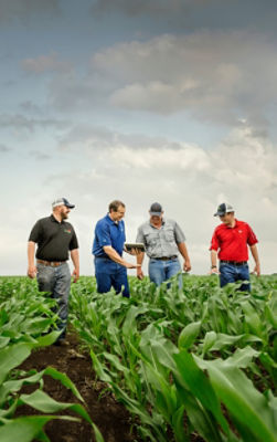 men walking in midseason corn