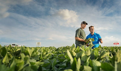 Inspecting midseason soybean field
