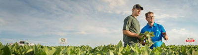 Inspecting midseason soybean field