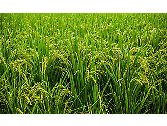 mid-season-rice-field-2_beauty_1_64-1
