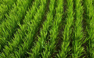 mid-season-rice-field-3_beauty_850pix