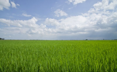 mid-season-rice-field-4_beauty_850pix