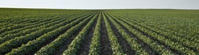 mid-season-soybean-field-1_beauty_1-1