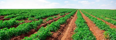 mid-season-tomato-field-1_beauty_2_88-1