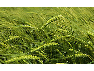 mid-season-wheat-close-up-1_beauty_1_64-1