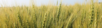 mid-season-wheat-field-1_beauty_1-1