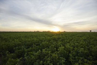 Midseaon alfalfa field