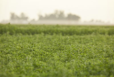 alfalfa field