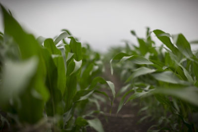 midseason corn field