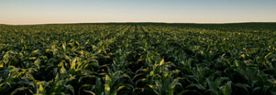 Midseason corn field