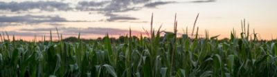 Midseason corn field