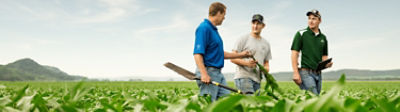 Three men walking in midseason corn field