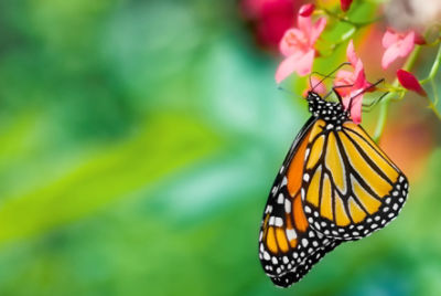 Monarch butterfly sitting on flower petal