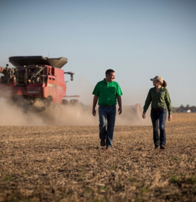 Harvesting soybeans