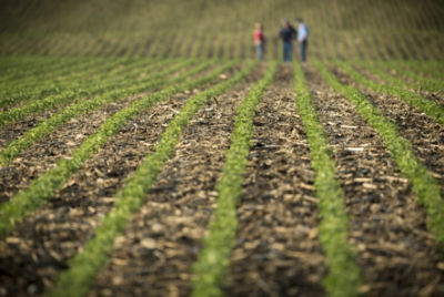 Emergence soybean field