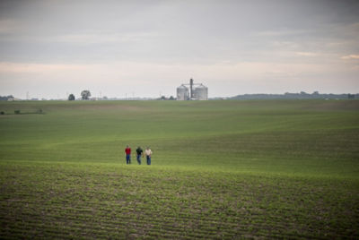 Emergence soybean field