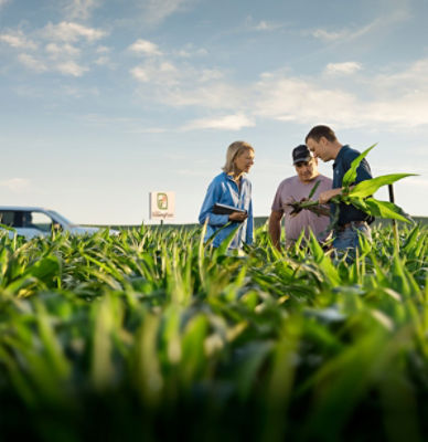 Growing Point Agronomy corn field