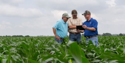 Three men walking in midseason corn field