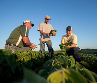 Inspecting midseason soybean field