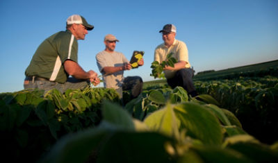 midseason soybeans