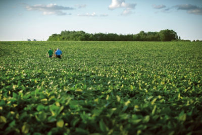Farmers walking through crop field