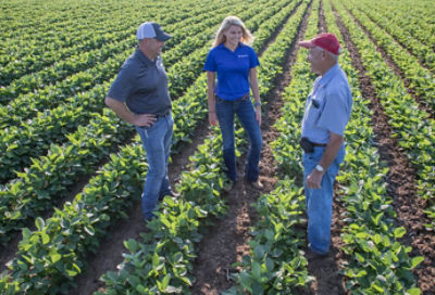 People talking in a soybean field
