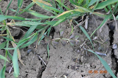 Przytulia czepna 3 tygodnie po zabiegu herbicydem Mustang Forte 195 SE