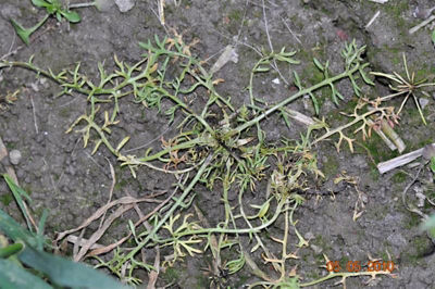 Rumian 3 tygodnie po zabiegu herbicydem Mustang Forte 195 SE