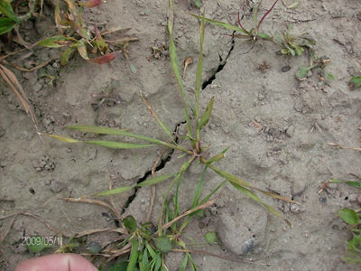 Miot?a zbo?owa 4 tygodnie po zabiegu herbicydem Lancet Plus 125 WG