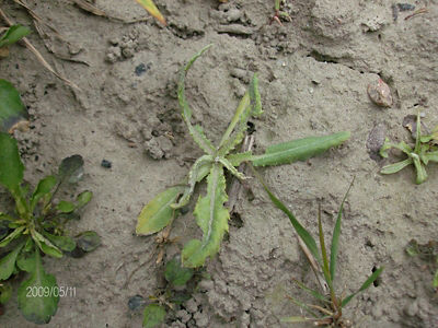 Ostro?e? polny 4 tygodnie po zabiegu herbicydem Lancet Plus 125 WG