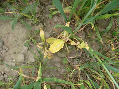 Tobo?ki polne 4 tygodnie po zabiegu herbicydem Lancet Plus 125 WG