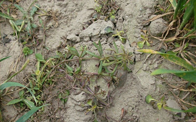 Przytulia czepna 4 tygodnie po zabiegu herbicydem Lancet Plus 125 WG