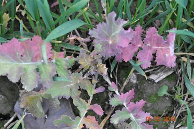 Samosiewy rzepaku 3 tygodnie po zabiegu herbicydem Mustang Forte 195 SE