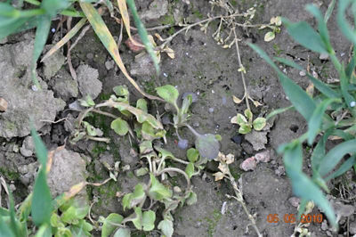 Fio?ki polne 3 tygodnie po zabiegu herbicydem Mustang Forte 195 SE