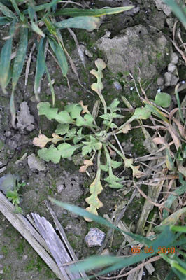 Mak polny 3 tygodnie po zabiegu herbicydem Mustang Forte 195 SE