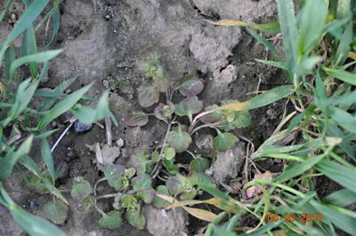 Przetacznik bluszczykowy 3 tygodnie po zabiegu herbicydem Mustang Forte 195 SE