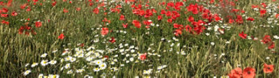 Poppy