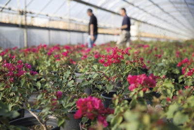 potted azaleas in greenhouse