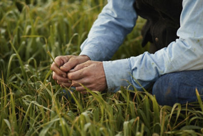 Rancher inspecting grass