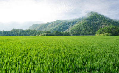 rice-field-mountain-horizon-1_beauty_850pix