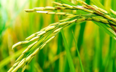 rice-stalk-close-up-1_beauty_850pix