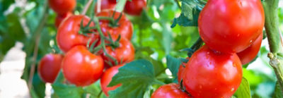 ripe-tomatoes-on-vine-1_beauty_063-1