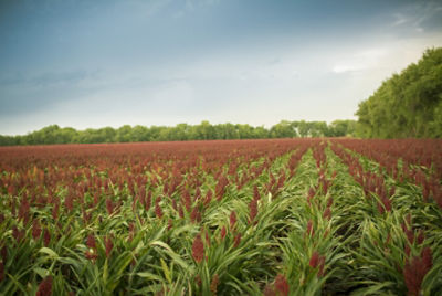 Rigorous Local Testing